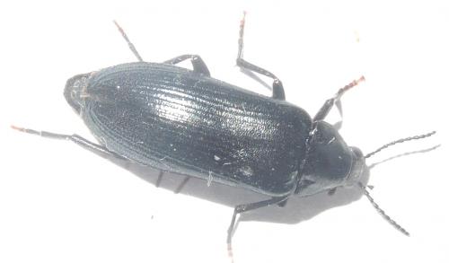 Réf. 282 992 : Melandrya caraboides